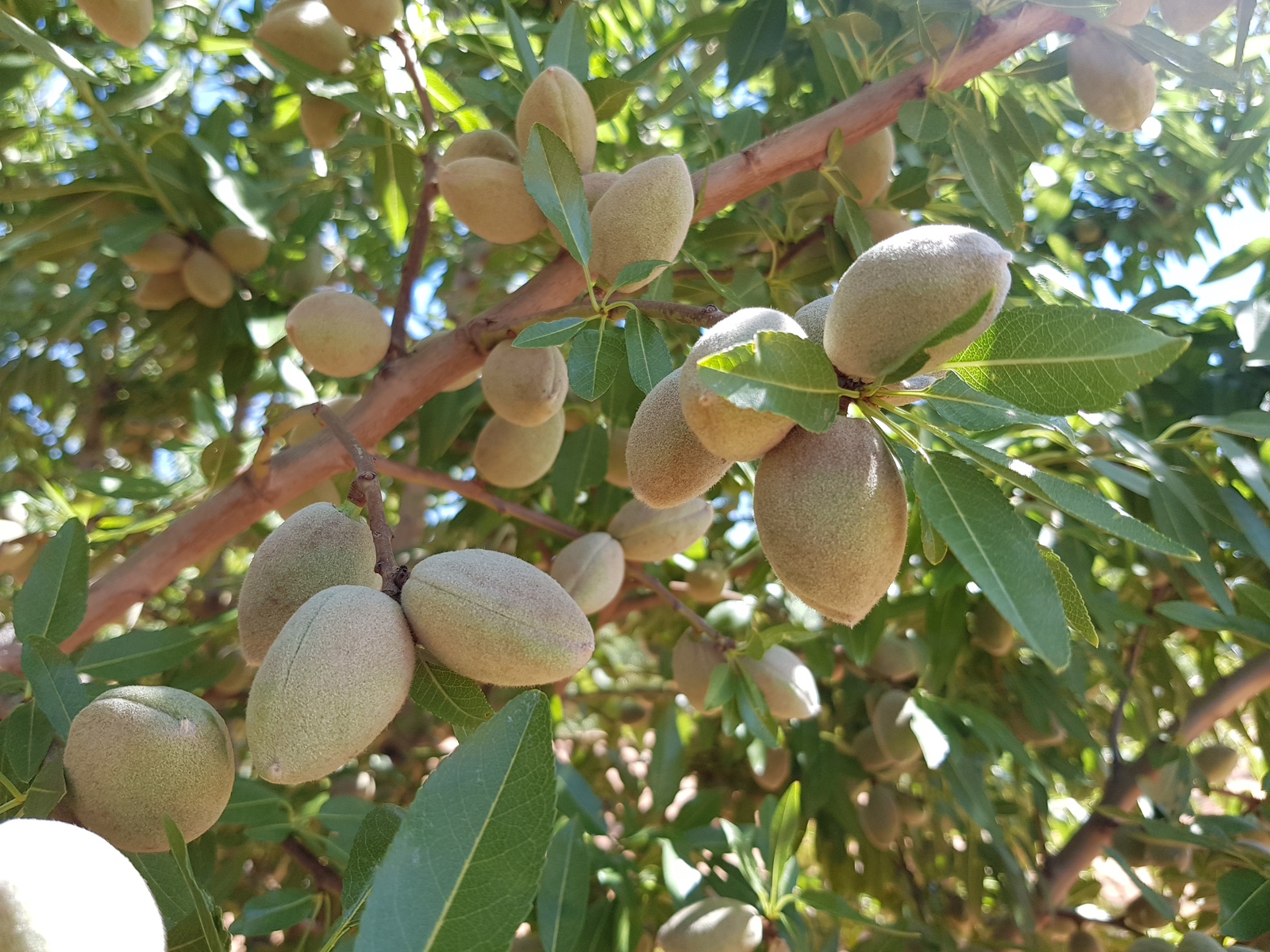 Amandes