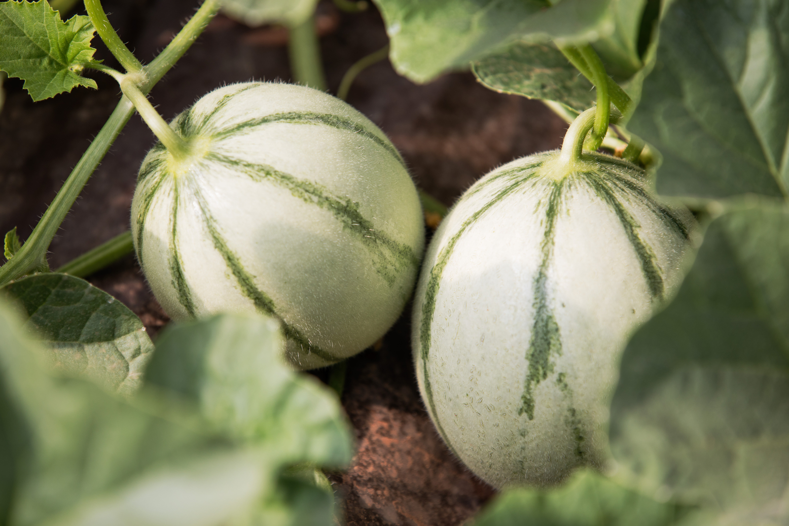 MARRAKECH : MELONS