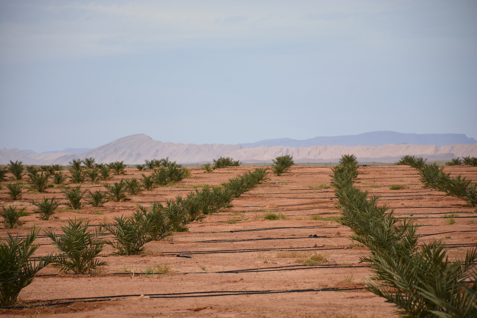 Arboriculture et viticulture