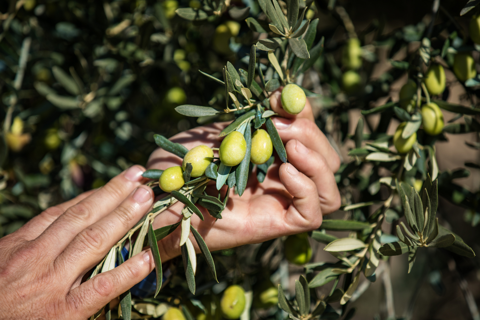 Irrigation de précision, solutions d'irrigation, olives