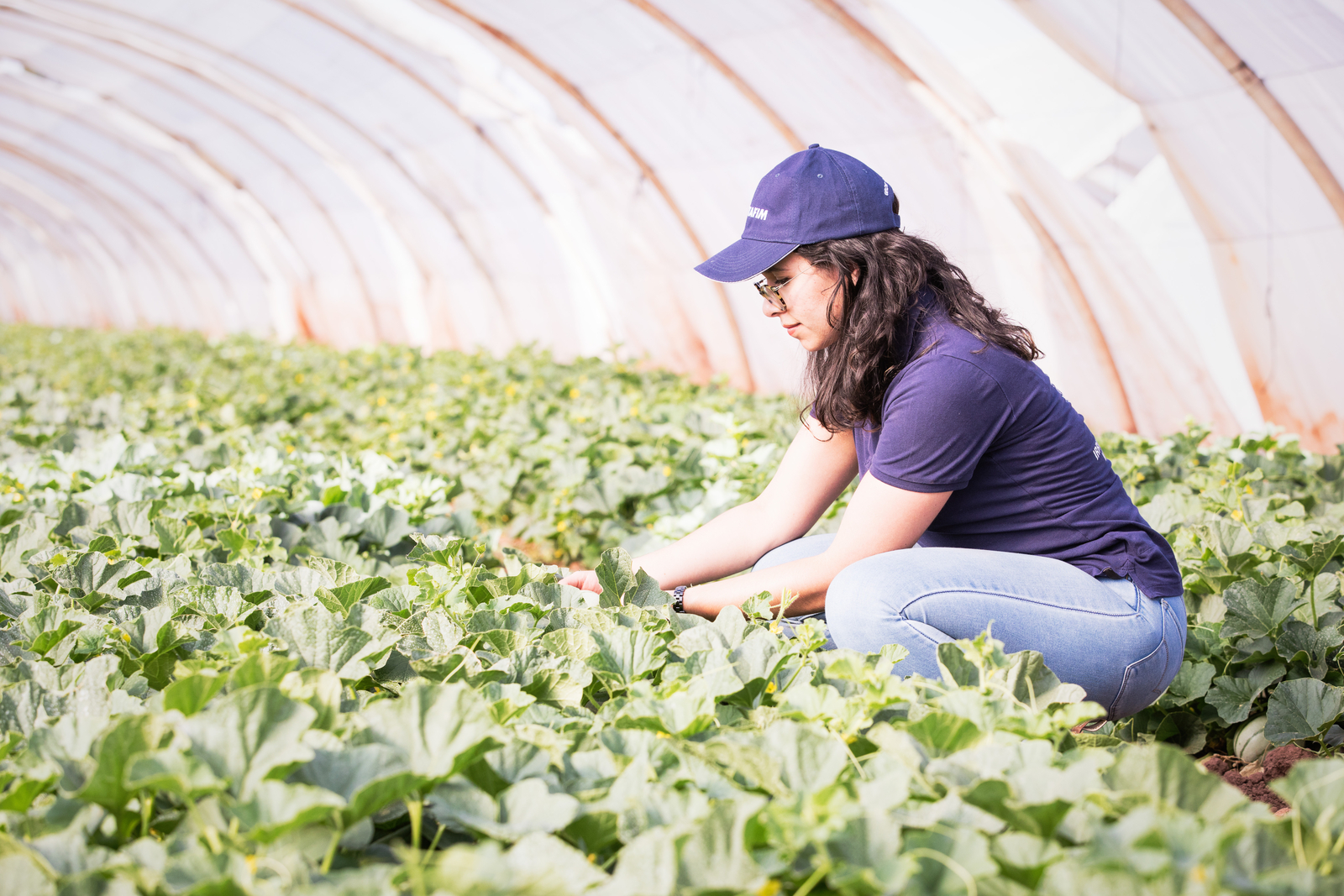 Solutions pour cultures sous serre