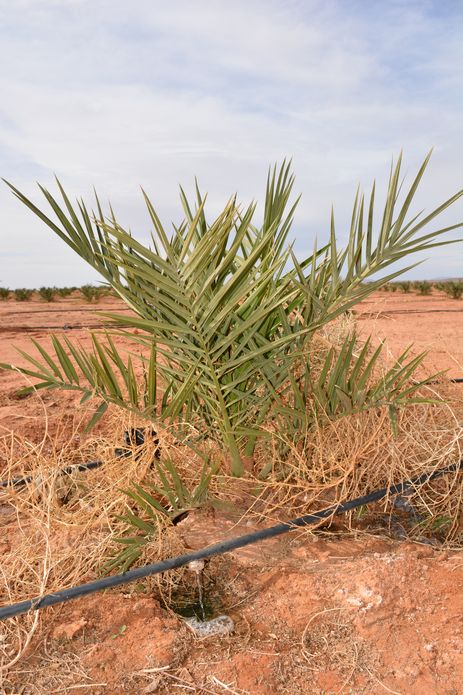 Fertigation de précision