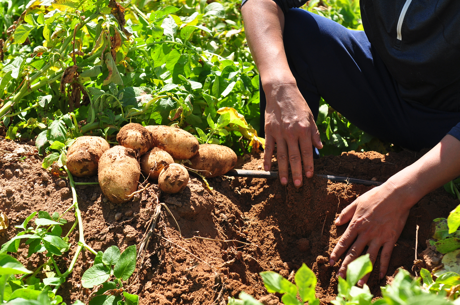Augmenter le rendement des pommes de terre grâce à l'irrigation goutte — free download