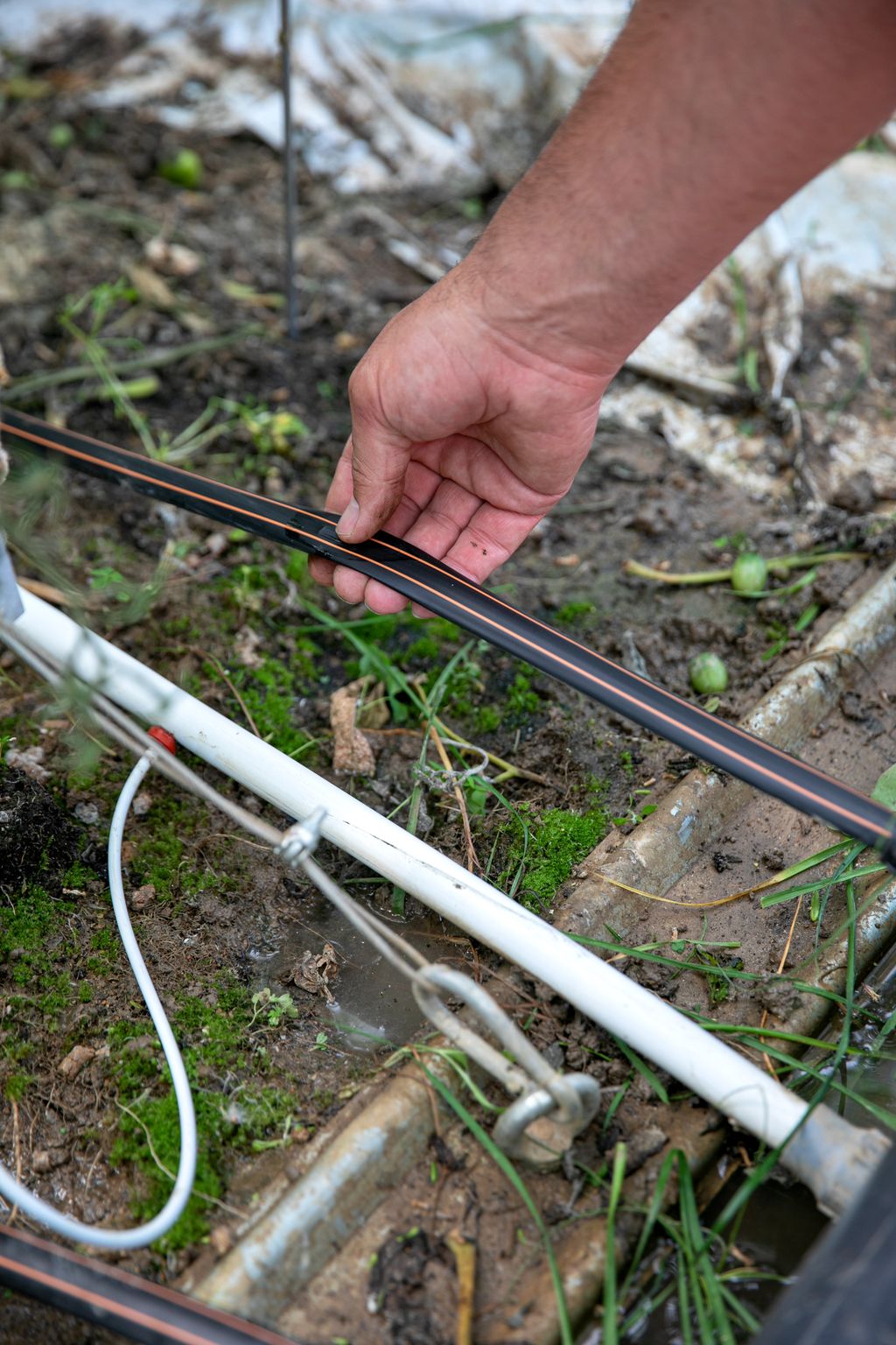 Gaines d'irrigation pour serre de tomates