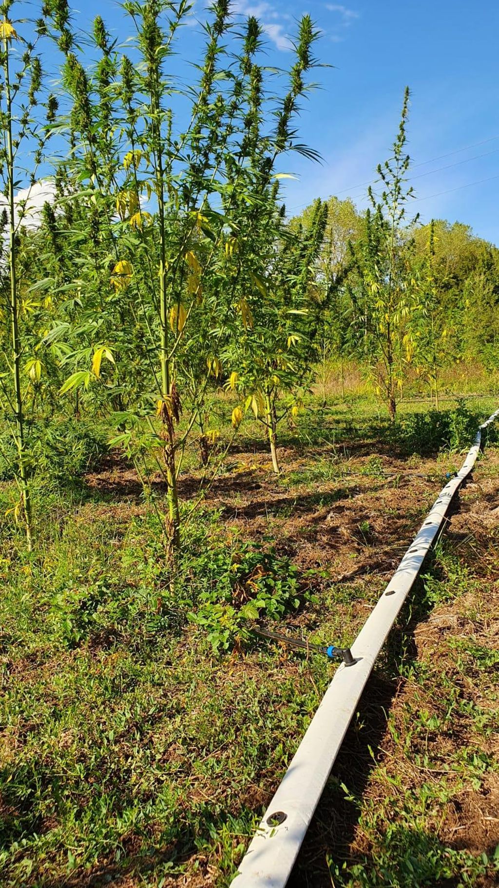 Chanvre irrigué en goutte à goutte avec FlexNet