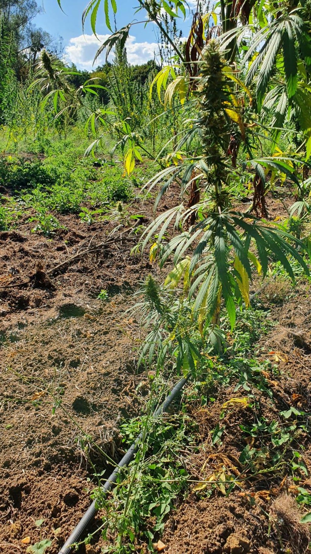 Plan de chanvre irrigué par goutte à goutte
