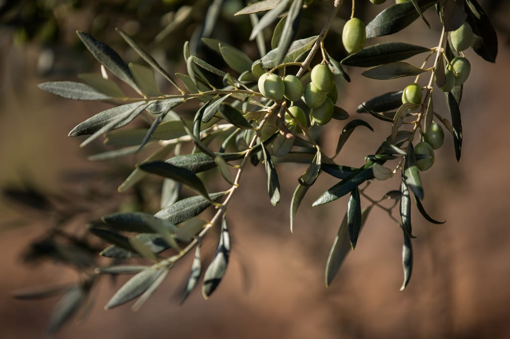 Olivier irrigation de précision