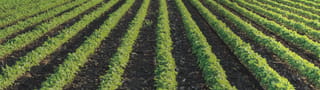 Field crops & vegetables