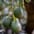 Avocats