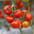 Tomates sous serre