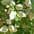 Amandes