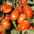 Tomates d'industrie