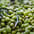 Olives