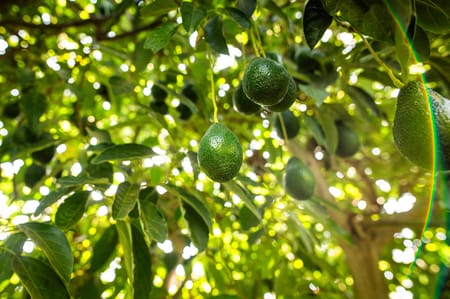 Maîtriser le stress thermique dans les vergers d’avocatiers : la brumisation comme levier de résilience face aux vagues de chaleur