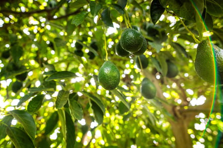 Maîtriser le stress thermique dans les vergers d’avocatiers : la brumisation comme levier de résilience face aux vagues de chaleur