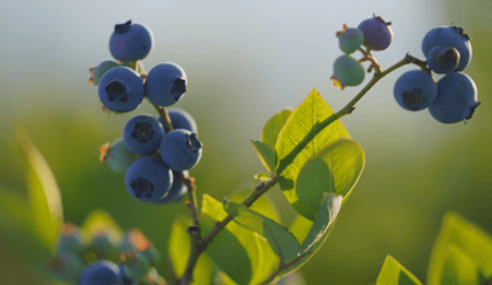 Seminaire : L'innovation dans l'irrigation de précision pour la culture de la myrtille