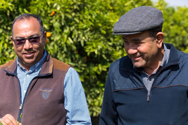 Assurer le fonctionnement pérenne d’un verger d’agrumes en climat semi-aride 