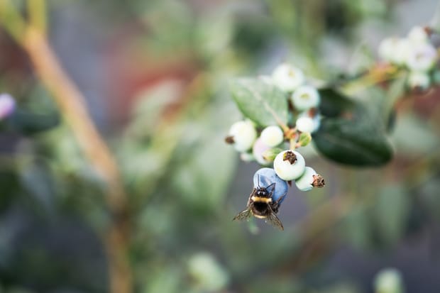 Atteindre une production réussie de myrtilles hors sol dans des conditions de culture optimales