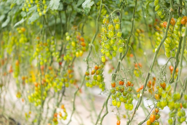 Optimisation des ressources et amélioration de production de la tomate sous serre