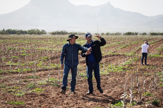 Assurer le bon développement d’une nouvelle plantation intensive d’oliviers en culture biologique au Maroc