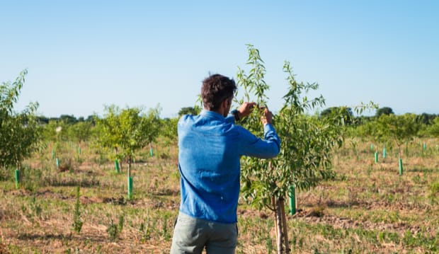 L'irrigation de précision au service d'une amanderaie en agriculture regénérative