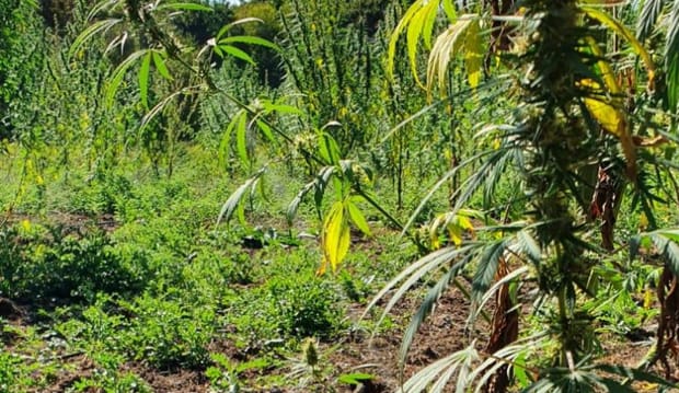 L'irrigation de précision et la fertirrigation pour le chanvre médical