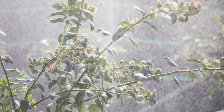 Produits et solutions pour une irrigation de précision