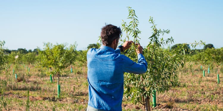 L'irrigation de précision au service d'une amanderaie en agriculture regénérative