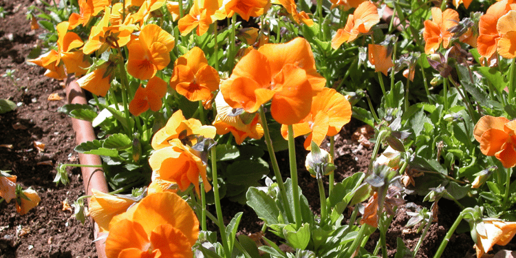 Produits et solutions pour l'arrosage de vos espaces verts