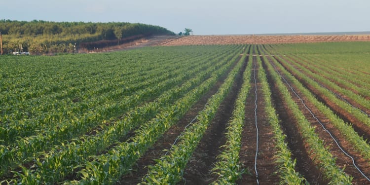 Fertigation de précision pour l'irrigation au Maroc