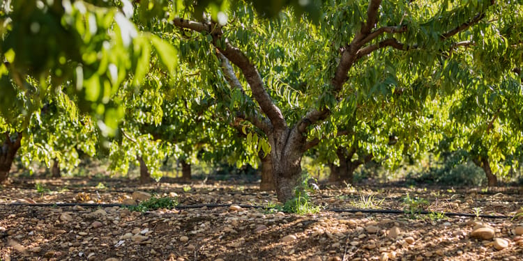 Solutions d'irrigation de précision pour l’arboriculture