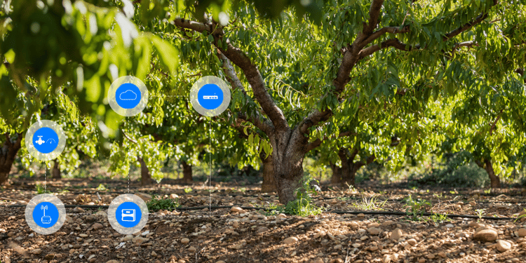 OPTIMISEZ VOS VERGERS AVEC NOS SOLUTIONS D’AGRICULTURE DIGITALE