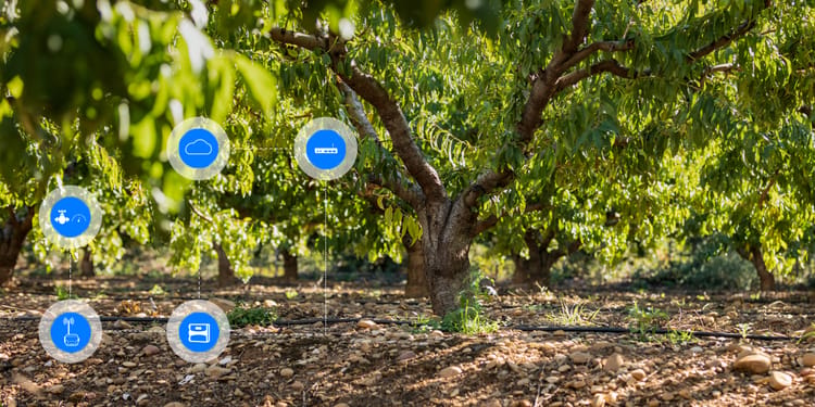 OPTIMISEZ VOS VERGERS AVEC NOS SOLUTIONS D’AGRICULTURE DIGITALE