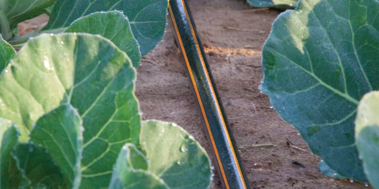 Goutteurs et lignes goutte à goutte