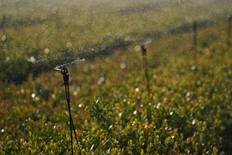 IRRIGATION VIA MICRO-ASPERSEURS - BIEN PLUS QUE L'IRRIGATION