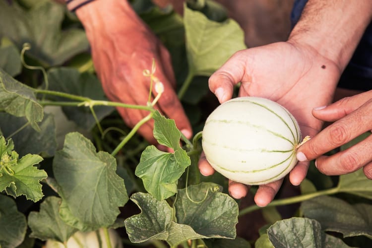 Melon Morocco 14