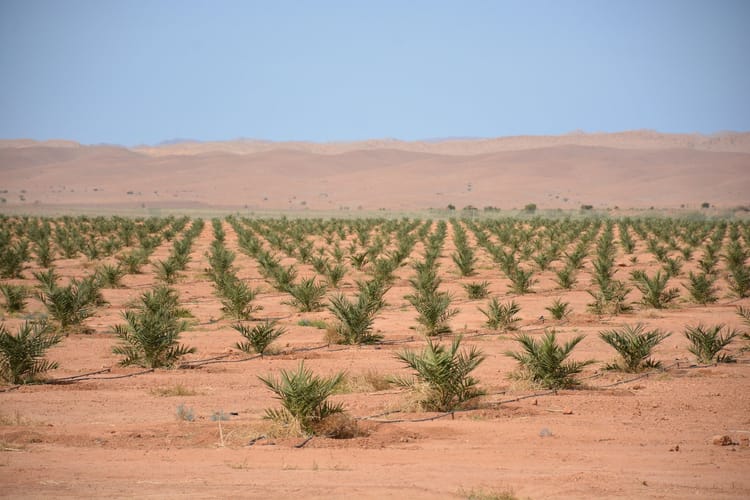 Palm dates seminar Morocco 07