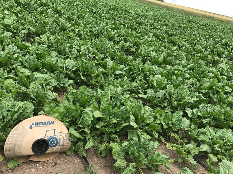 Turkey_Sugarbeet field 