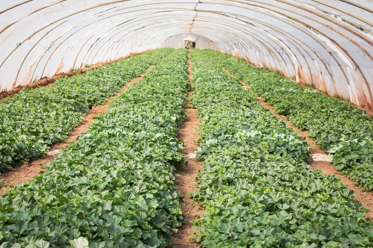 Melon Morocco 03