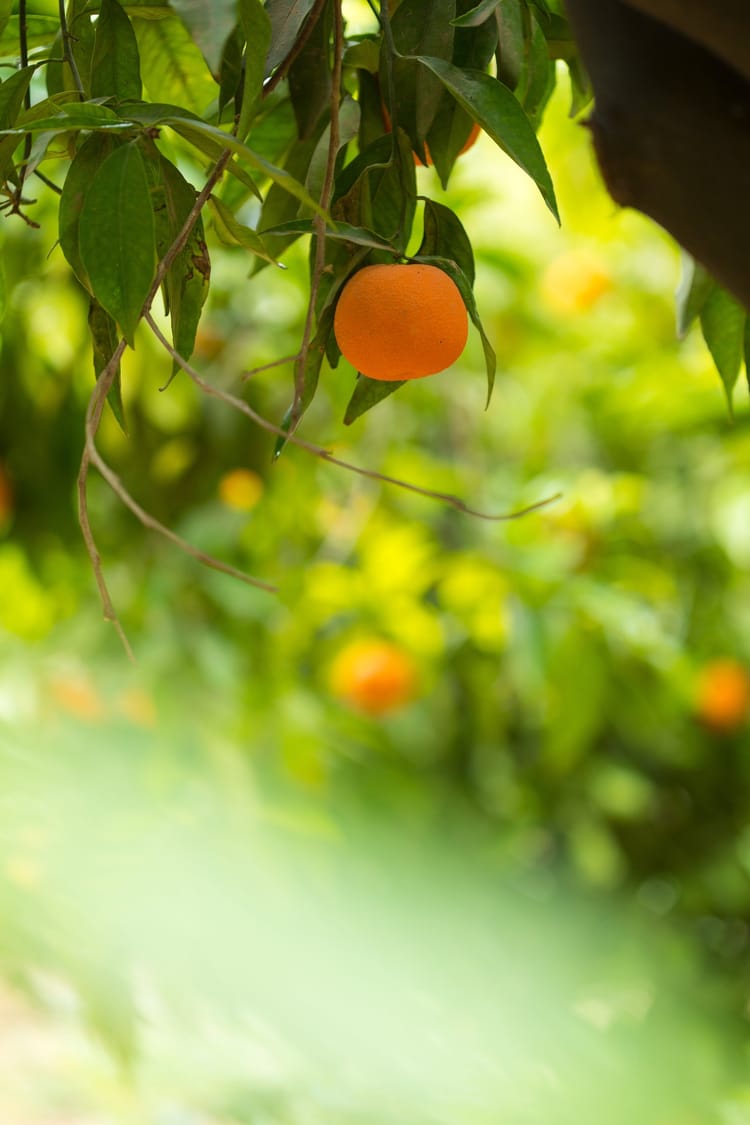 Citrus Morocco 06