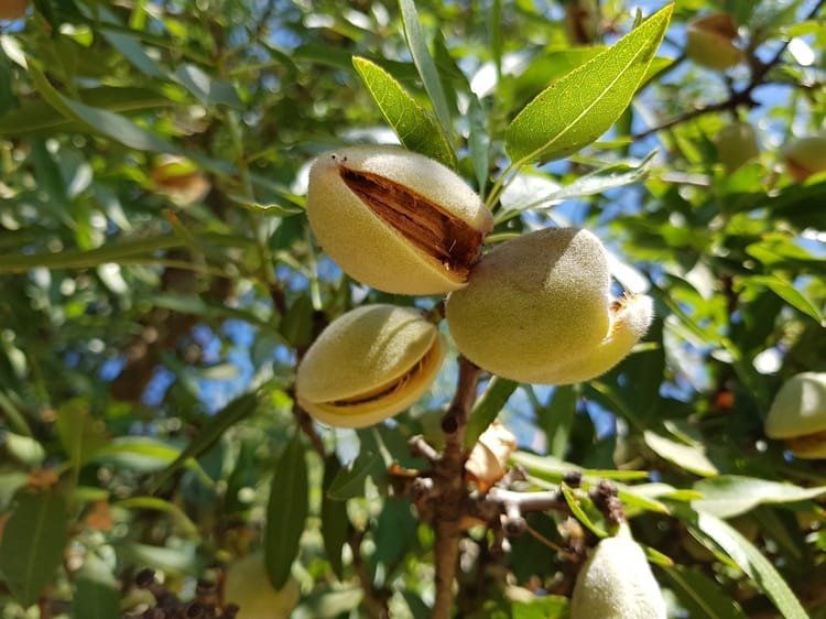 Almonds in USA.15