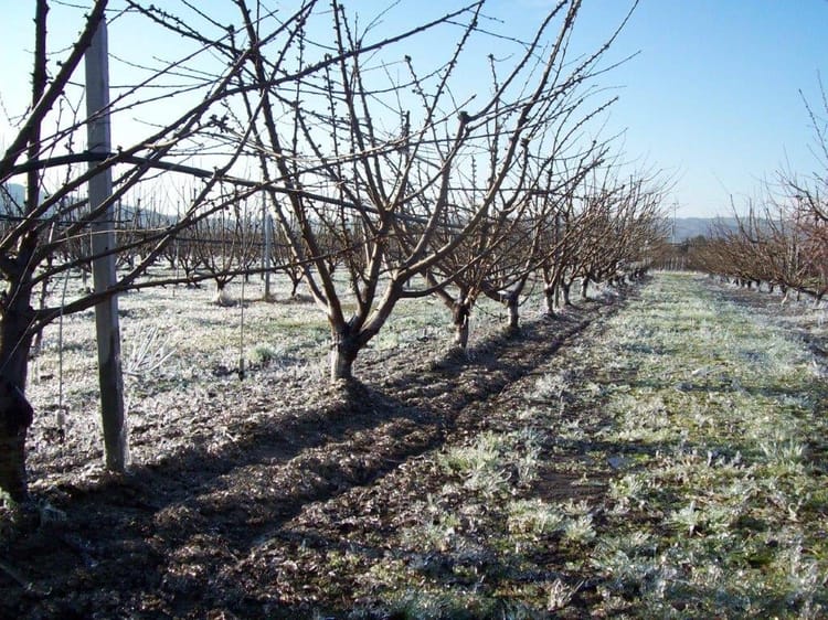 Frost damage- Italy 1