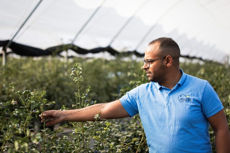 Blueberries Morocco 70