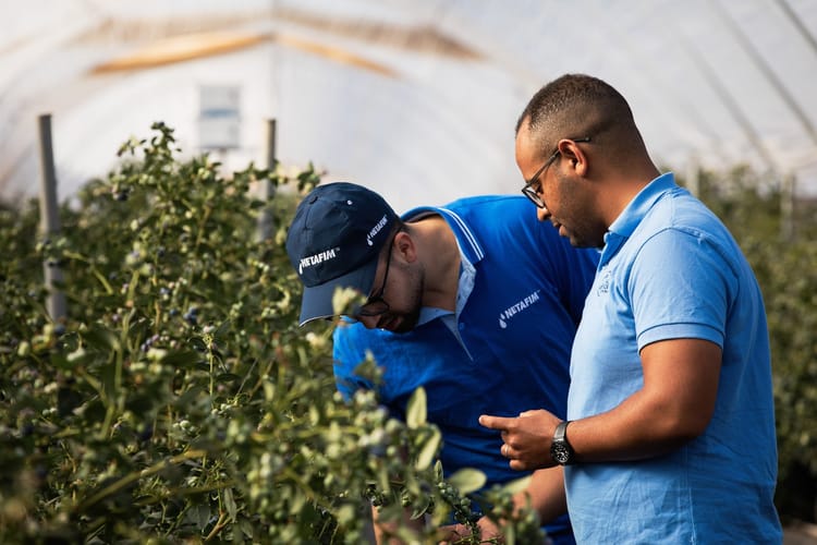 Blueberries Morocco 77