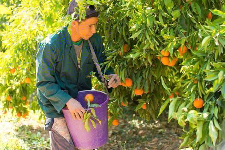 Citrus Morocco 96