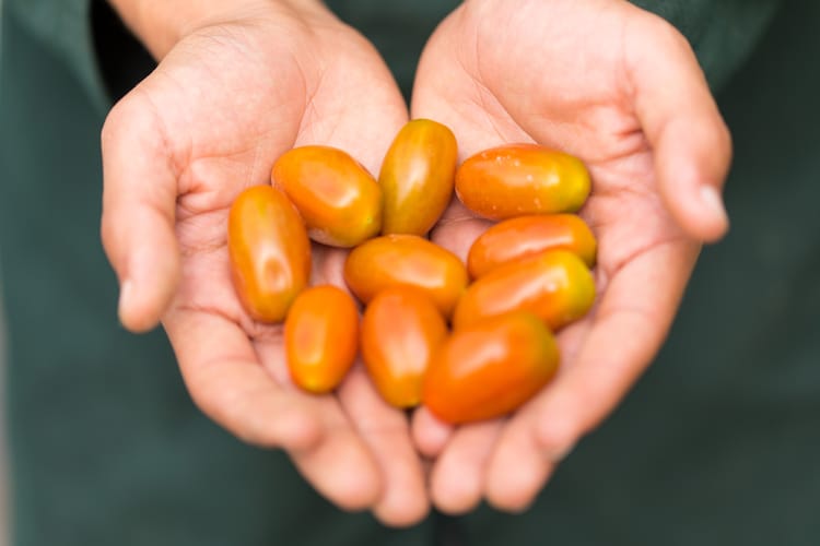 Tomato Morocco  18
