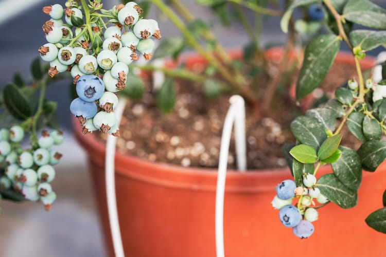 Blueberries Morocco 11