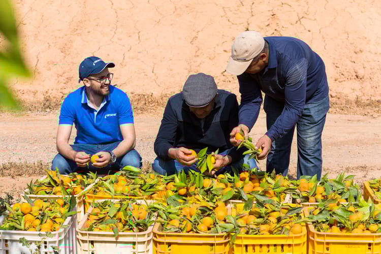 Citrus Morocco 94