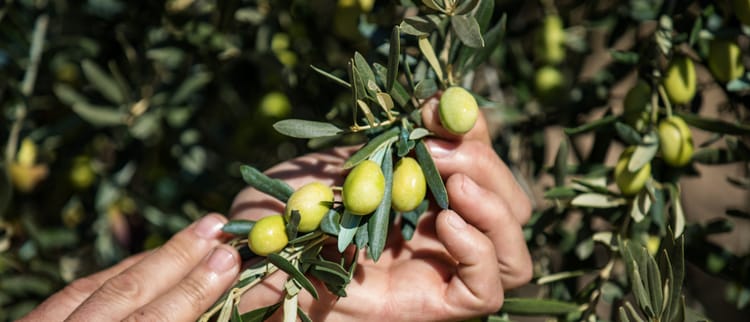 L'irrigation de précision au service d'une huile d'olive bio d'exception