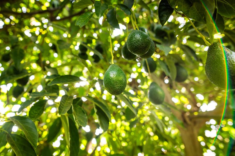 Banner Maîtriser le stress thermique dans les vergers d’avocatiers : la brumisation comme levier de résilience face aux vagues de chaleur